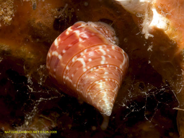 Calliostoma laugieri